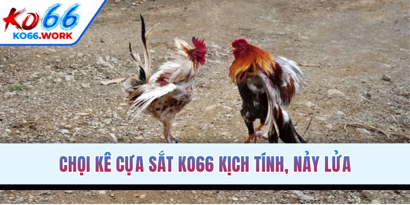 Chọi kê cựa sắt KO66 kịch tính, nảy lửa