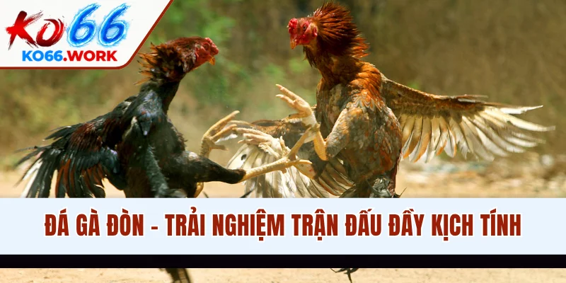 Đá Gà Đòn - Trải Nghiệm Trận Đấu Truyền Thống Đầy Kịch Tính