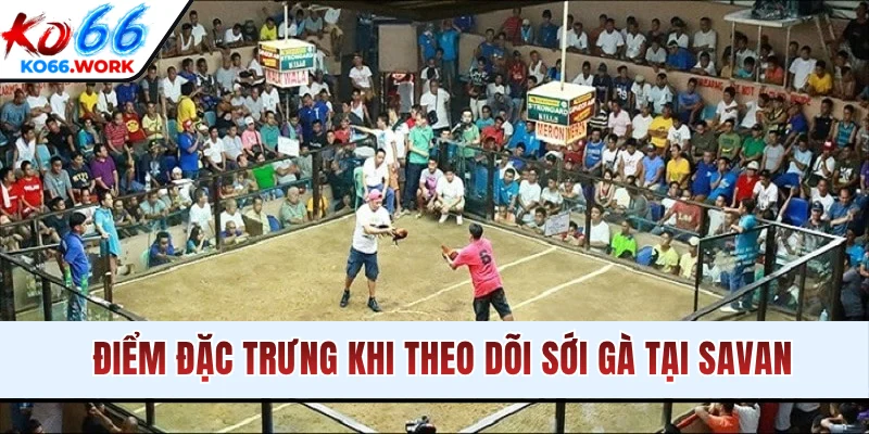 Điểm đặc trưng khi theo dõi sới gà tại Savan
