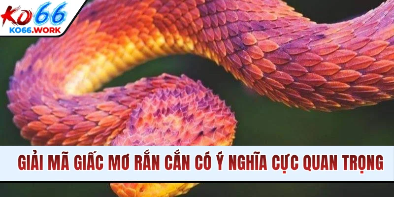 Giải mã giấc mơ rắn cắn có ý nghĩa cực quan trọng