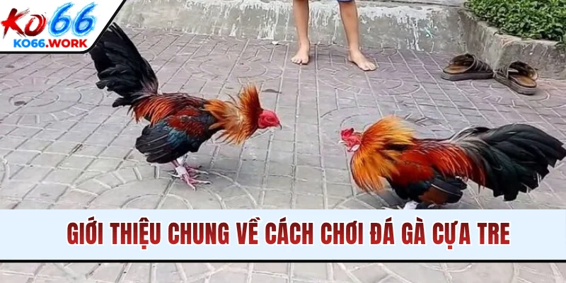Giới thiệu chung về cách chơi đá gà cựa tre
