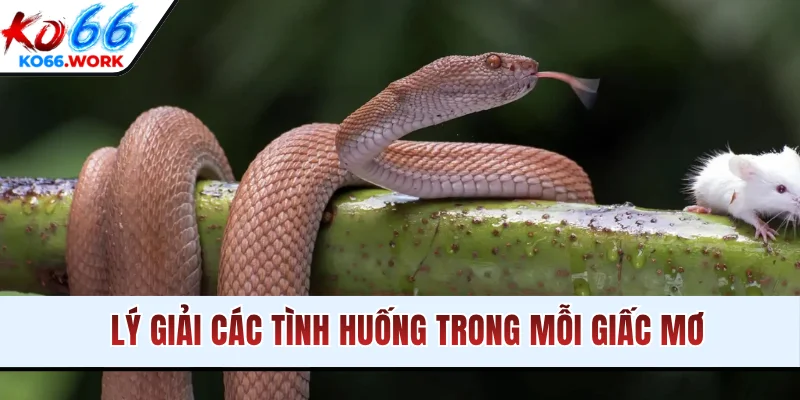 Lý giải các tình huống trong mỗi giấc mơ