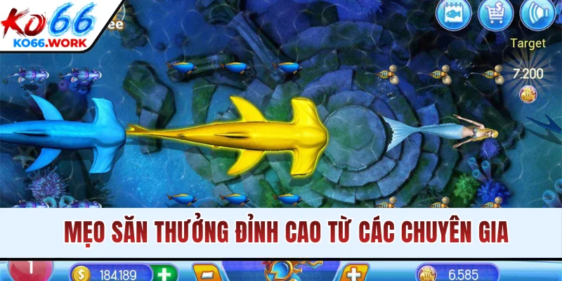 Mẹo săn thưởng đỉnh cao từ các chuyên gia