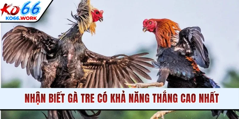 Nhận biết gà tre có khả năng thắng cao nhất